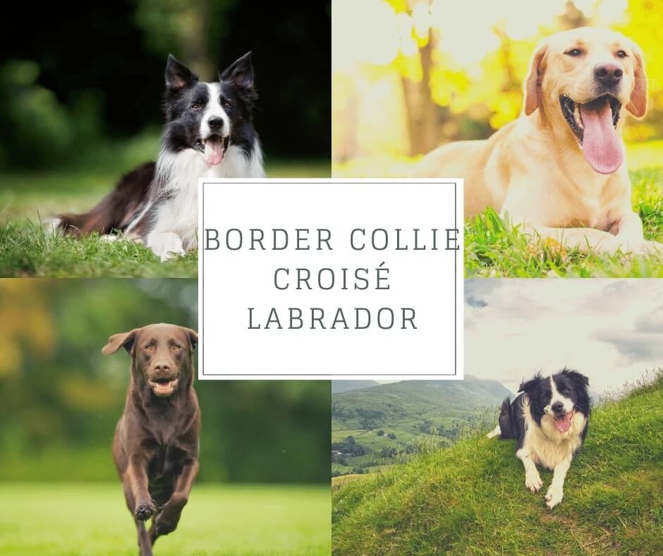 Border Collie croisé Labrador