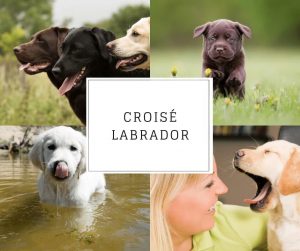 Croisé Labrador