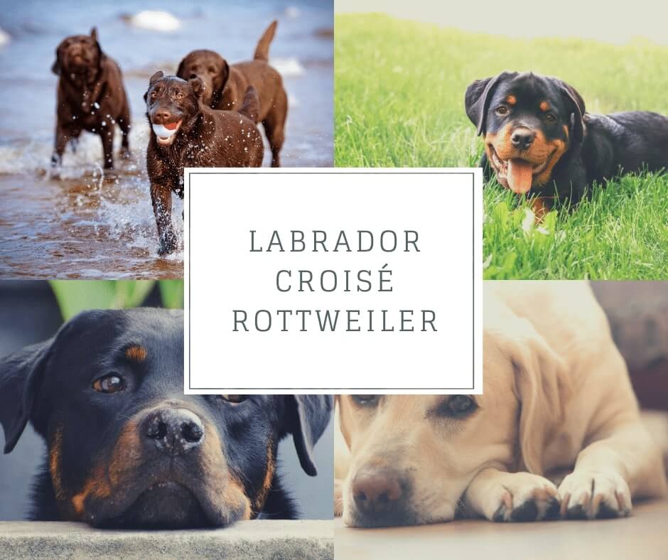 Labrador croisé Rottweiler