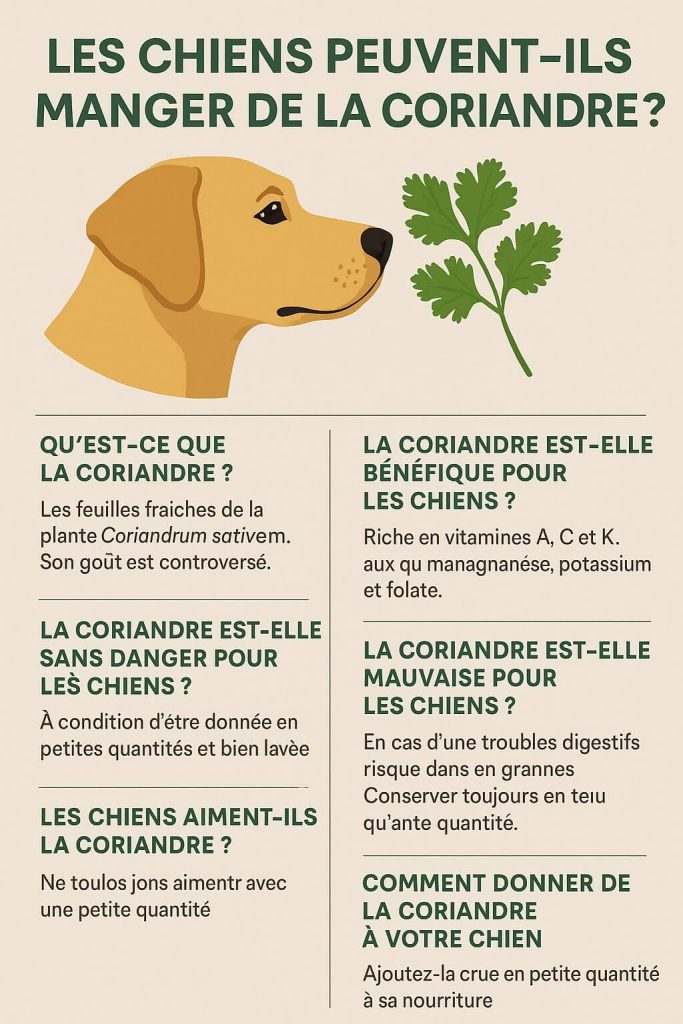 Les chiens peuvent-ils manger de la coriandre ?